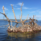 A battered ‘mangrove island’ spotted in Florida Bay after Hurricane Irma tore through. Image: Steve Davis